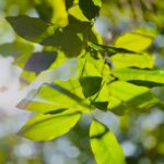 bright green leaves with sunlight filtering through