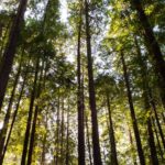 majestic redwood trees in california national park