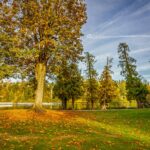 autumn landscape in maple valley park